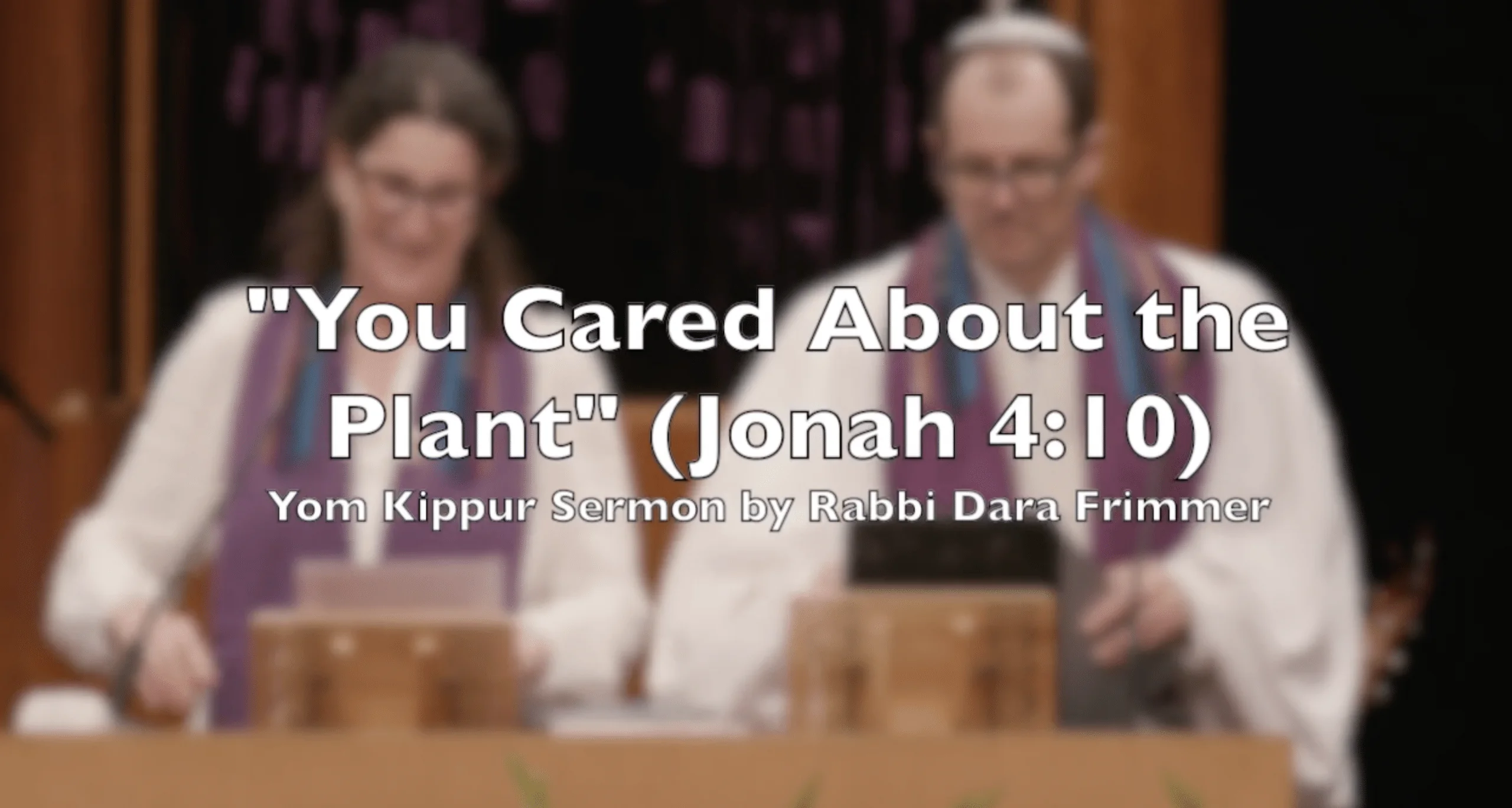 You Cared About the Plant (Jonah 4:10)